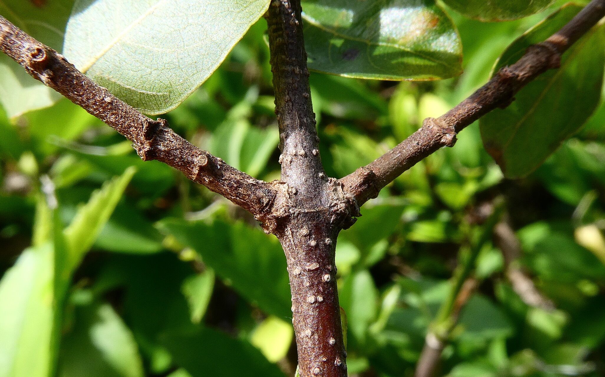 Guettarda odorata bark