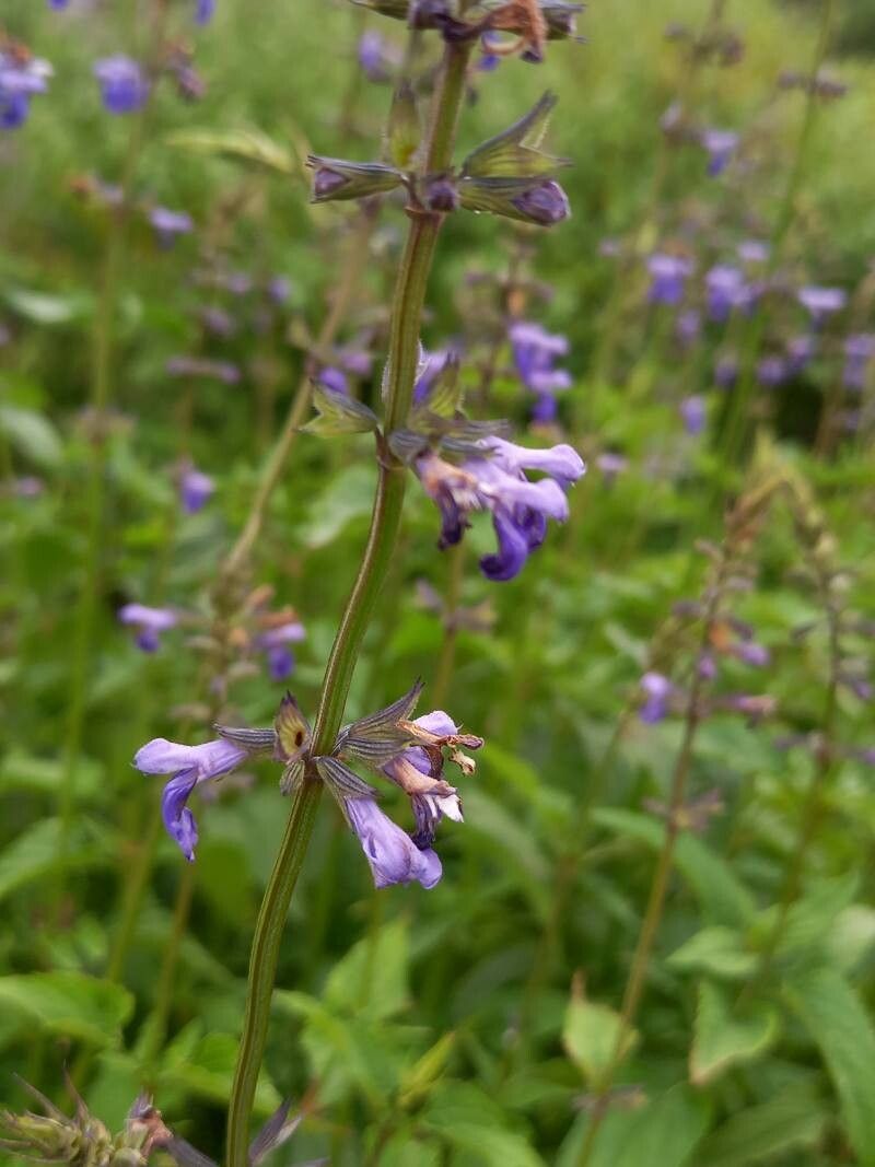 Salvia arizonica flower