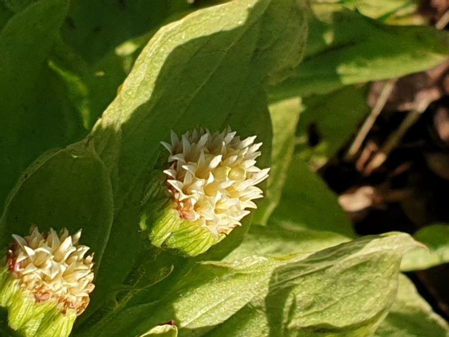 Petasites japonicus flower