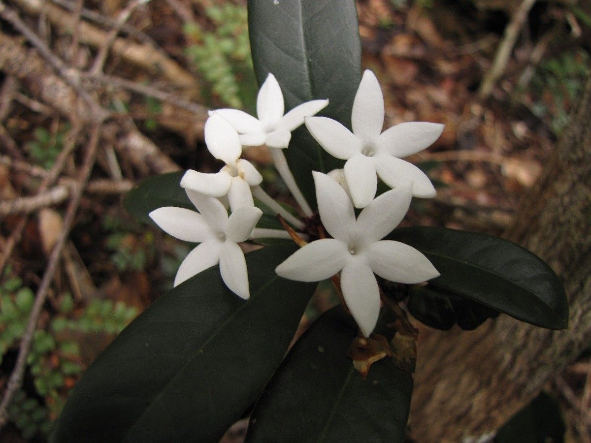 Psychotria fambartiae — houseplant care guide