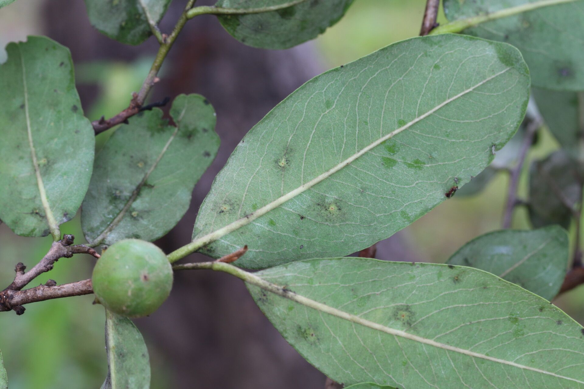 Diospyros kirkii leaf