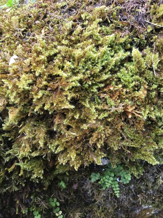 Huperzia selago leaf