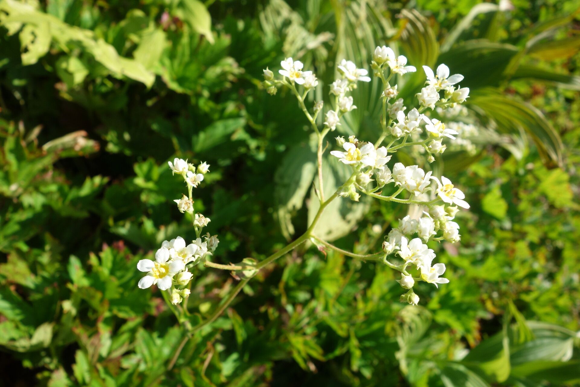 Boykinia major flower