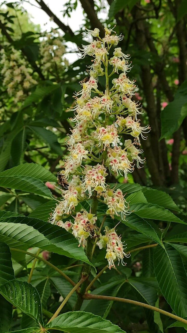 Aesculus turbinata flower
