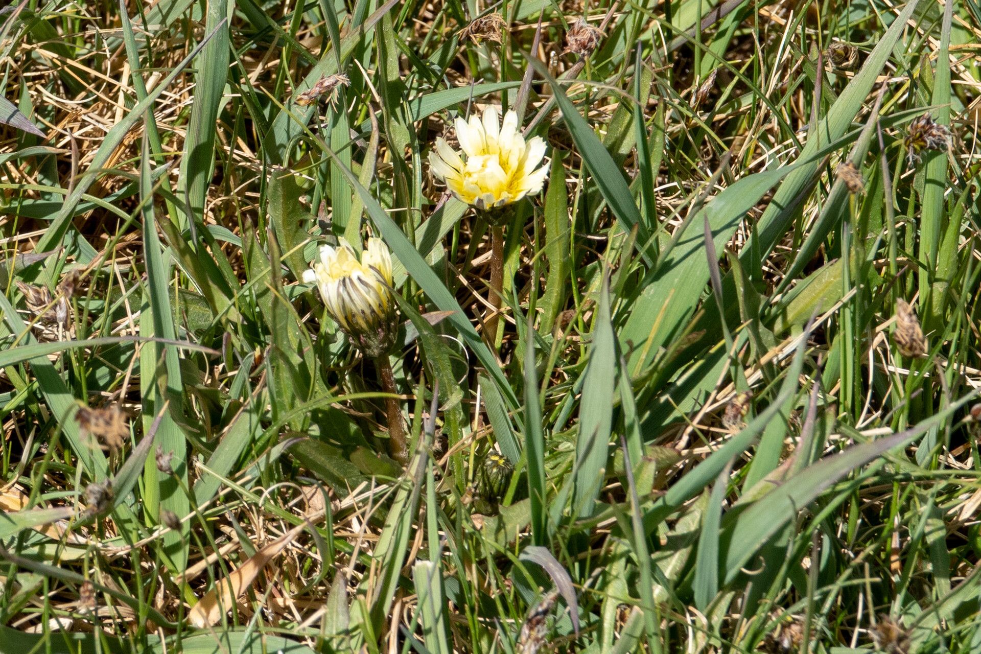 Taraxacum leucanthum — search result for 'Taraxacum'