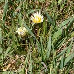 Taraxacum leucanthum