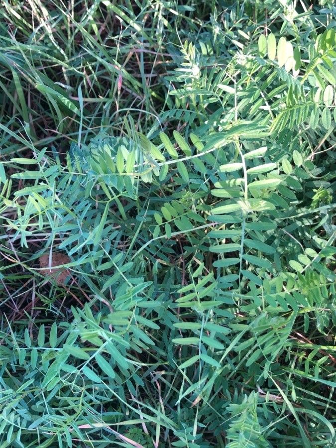 Vicia benghalensis — soil improver houseplant