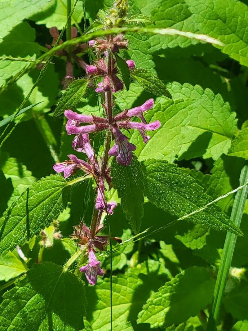 Stachys mexicana — search result for 'Stachys'
