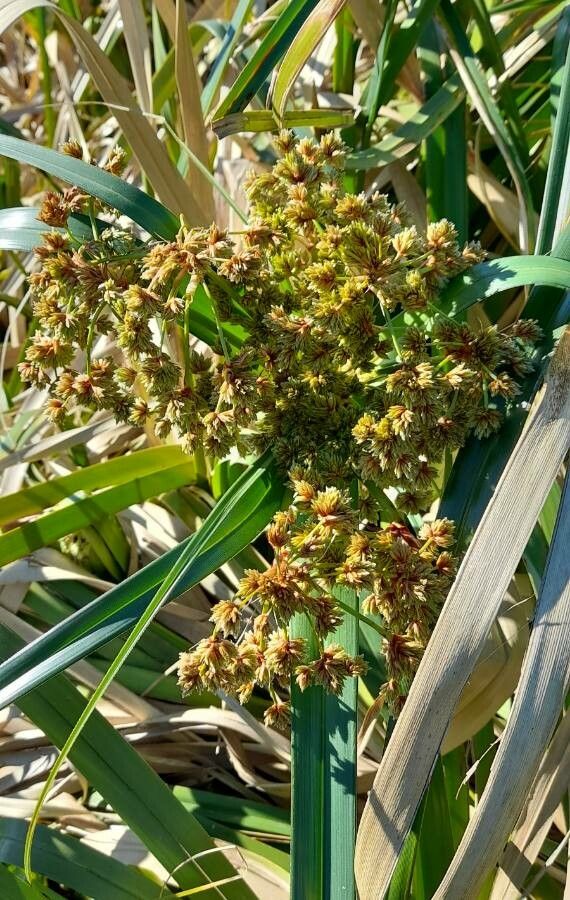 Cyperus byssaceus habit