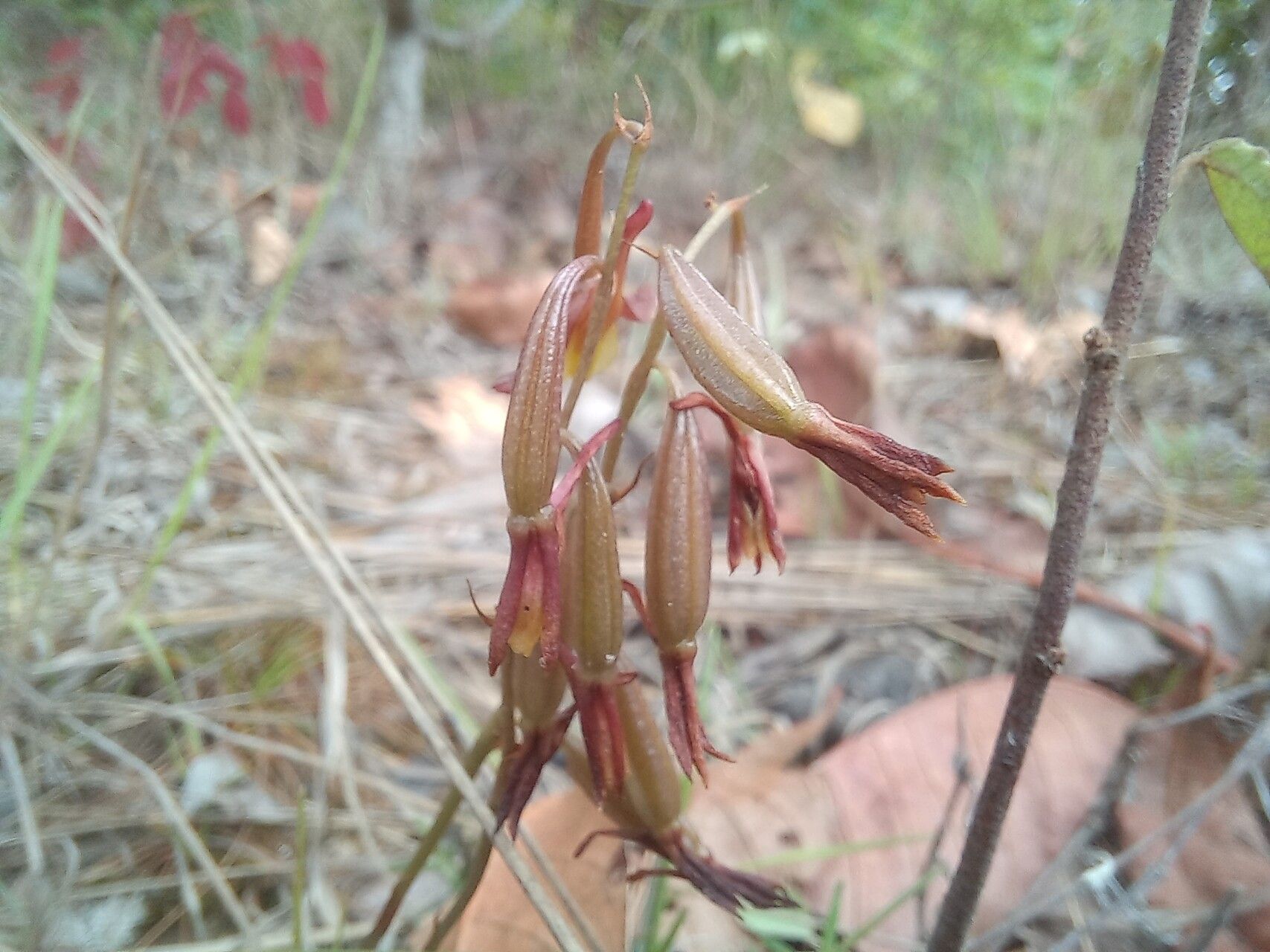 Eulophia penduliflora — houseplant care guide