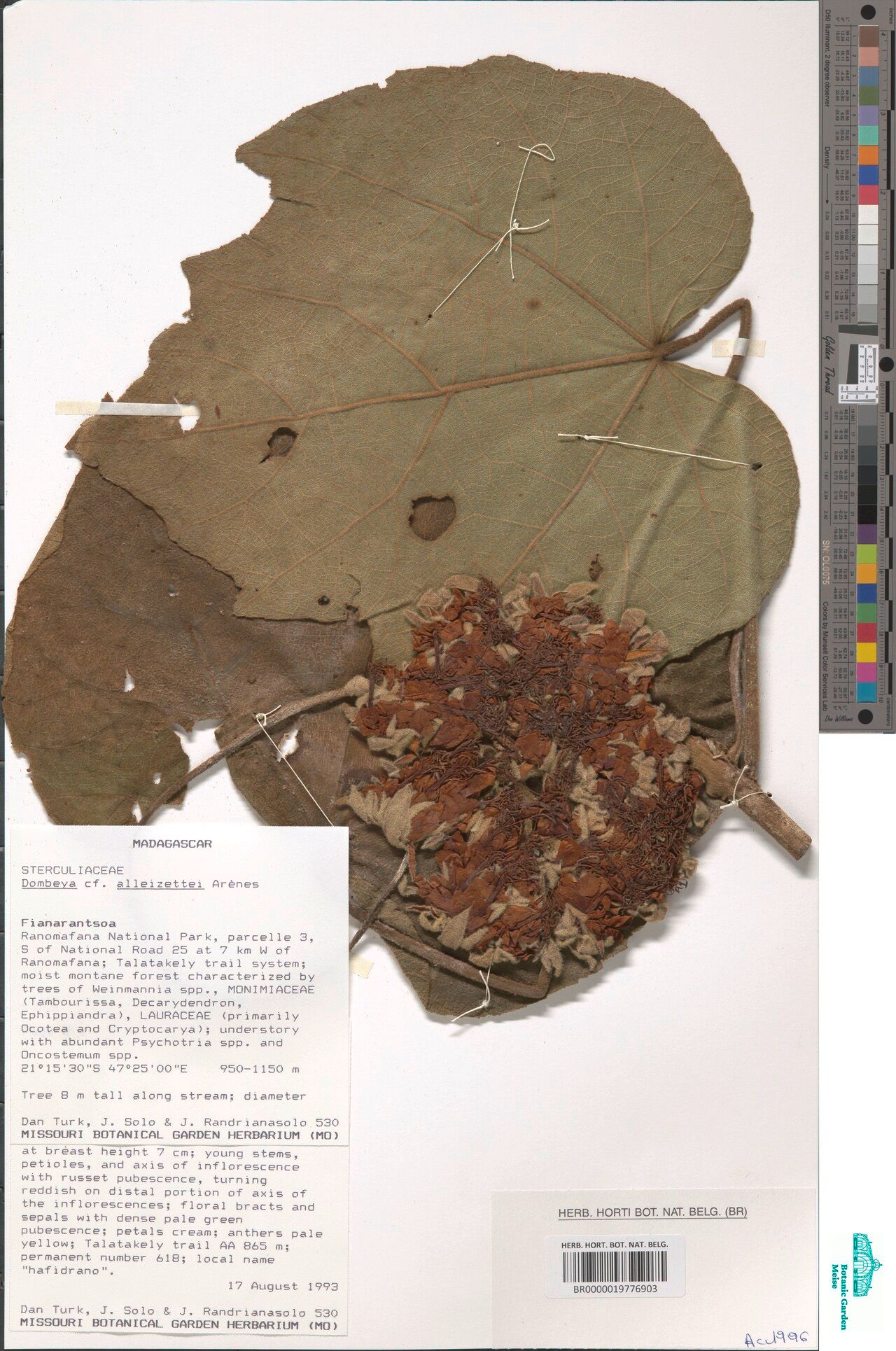 Dombeya alleizettei — related species from the same genus