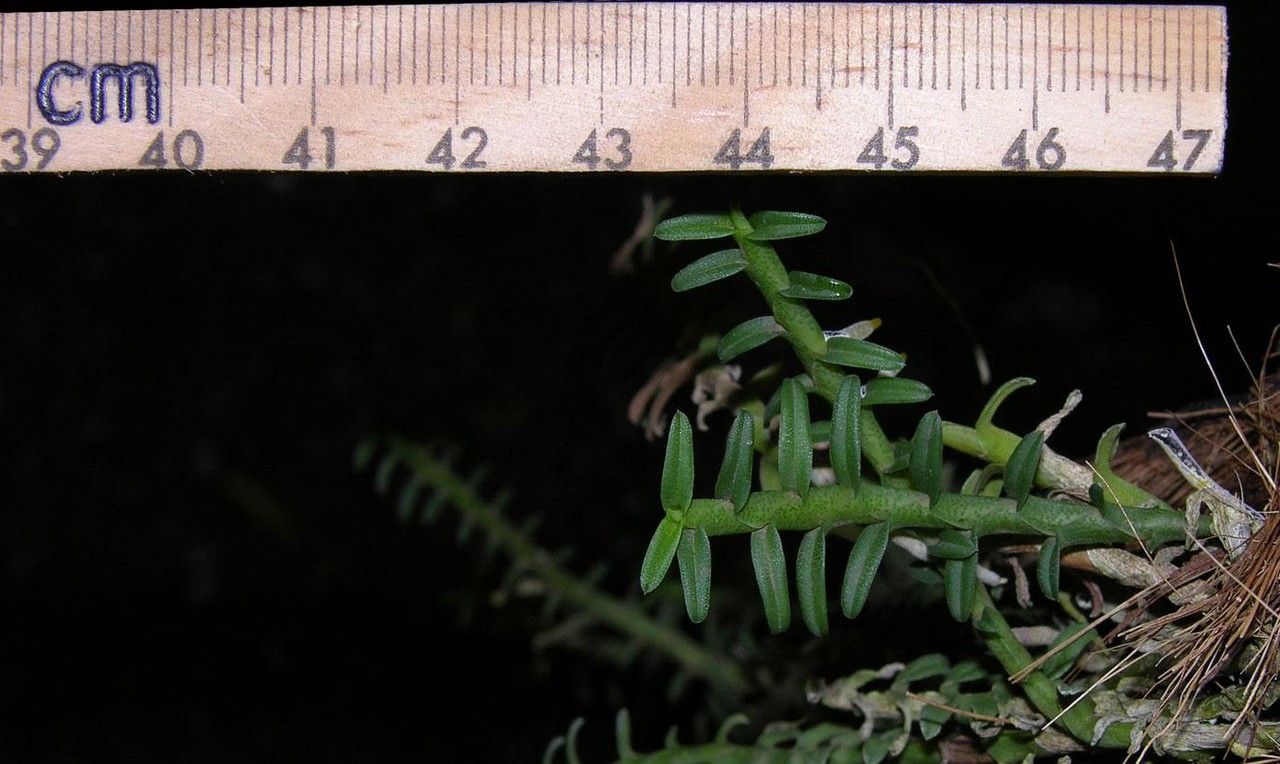 Dichaea squarrosa other