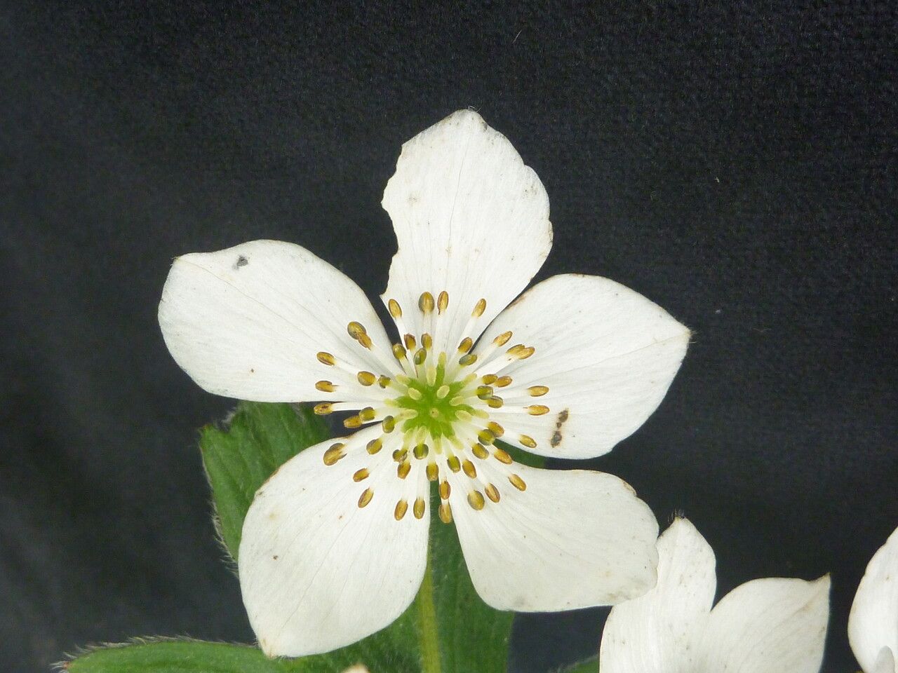Anemonastrum polyanthes habit