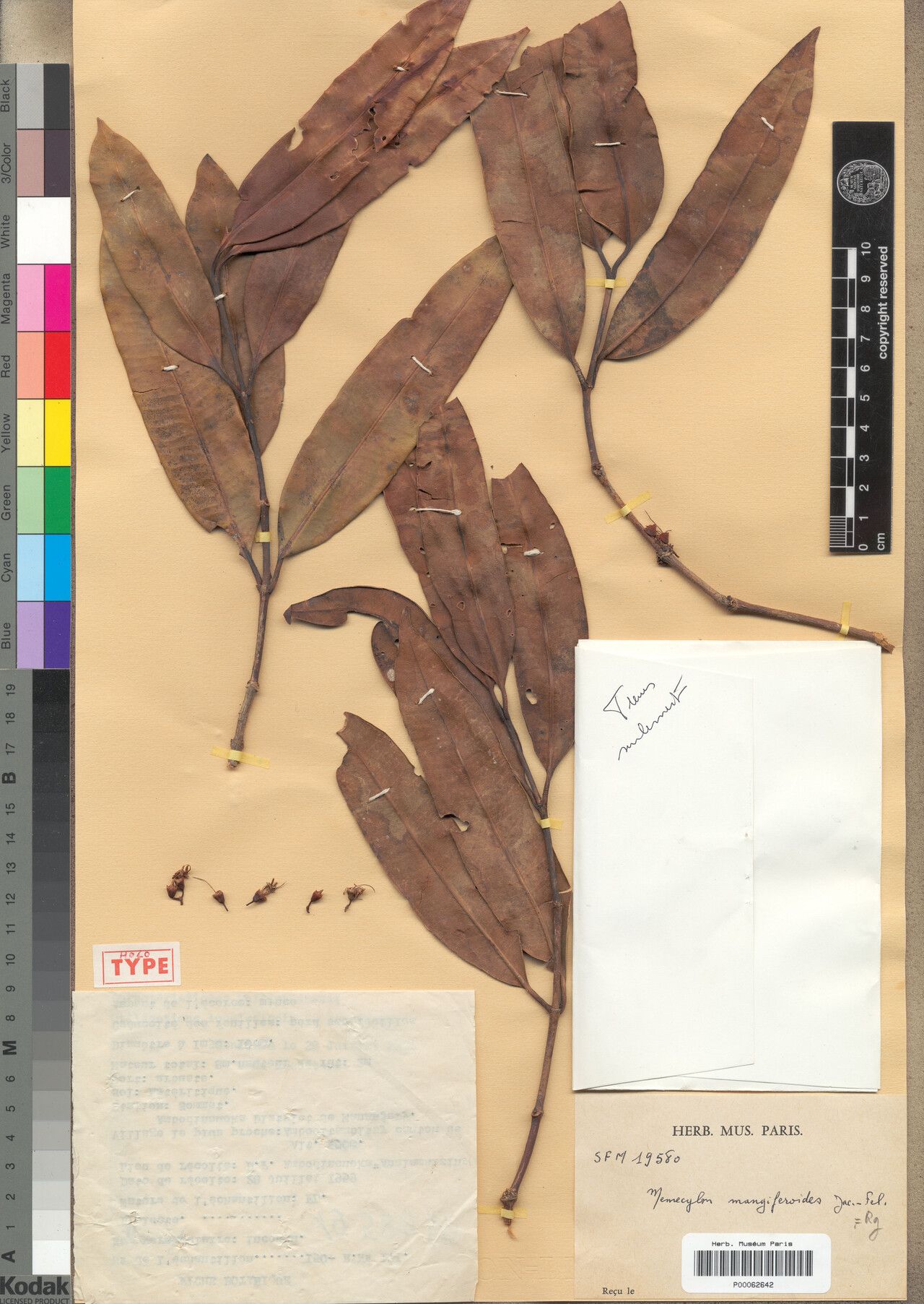 Memecylon mangiferoides — houseplant care guide