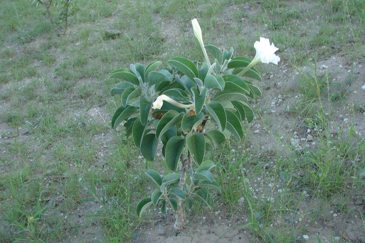 Ipomoea hildebrandtii habit