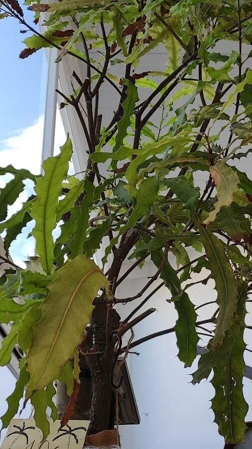 Maytenus ilicifolia — search result for 'Celastraceae'