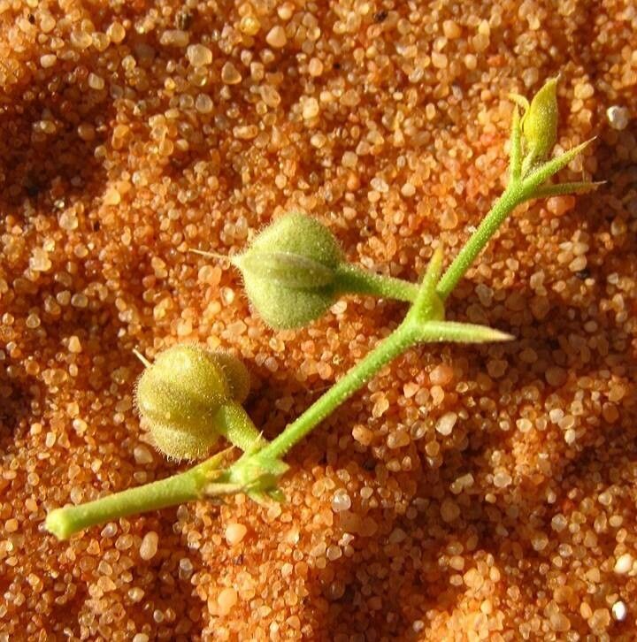 Fagonia laevis fruit