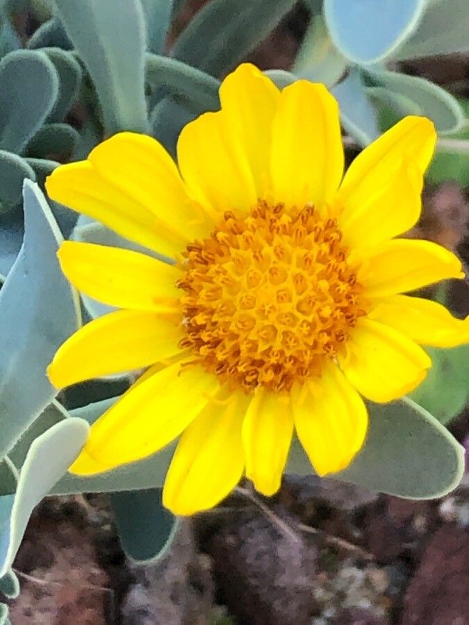 Hertia cheirifolia flower