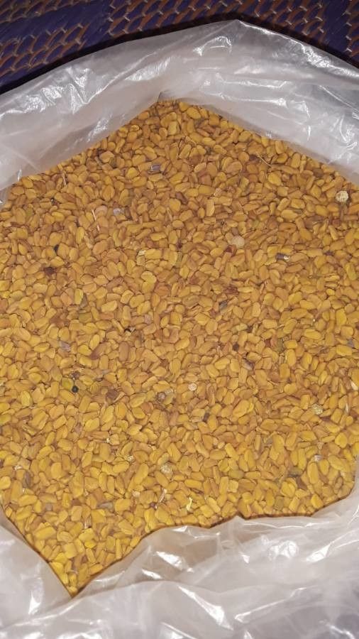 Trigonella foenum-graecum fruit