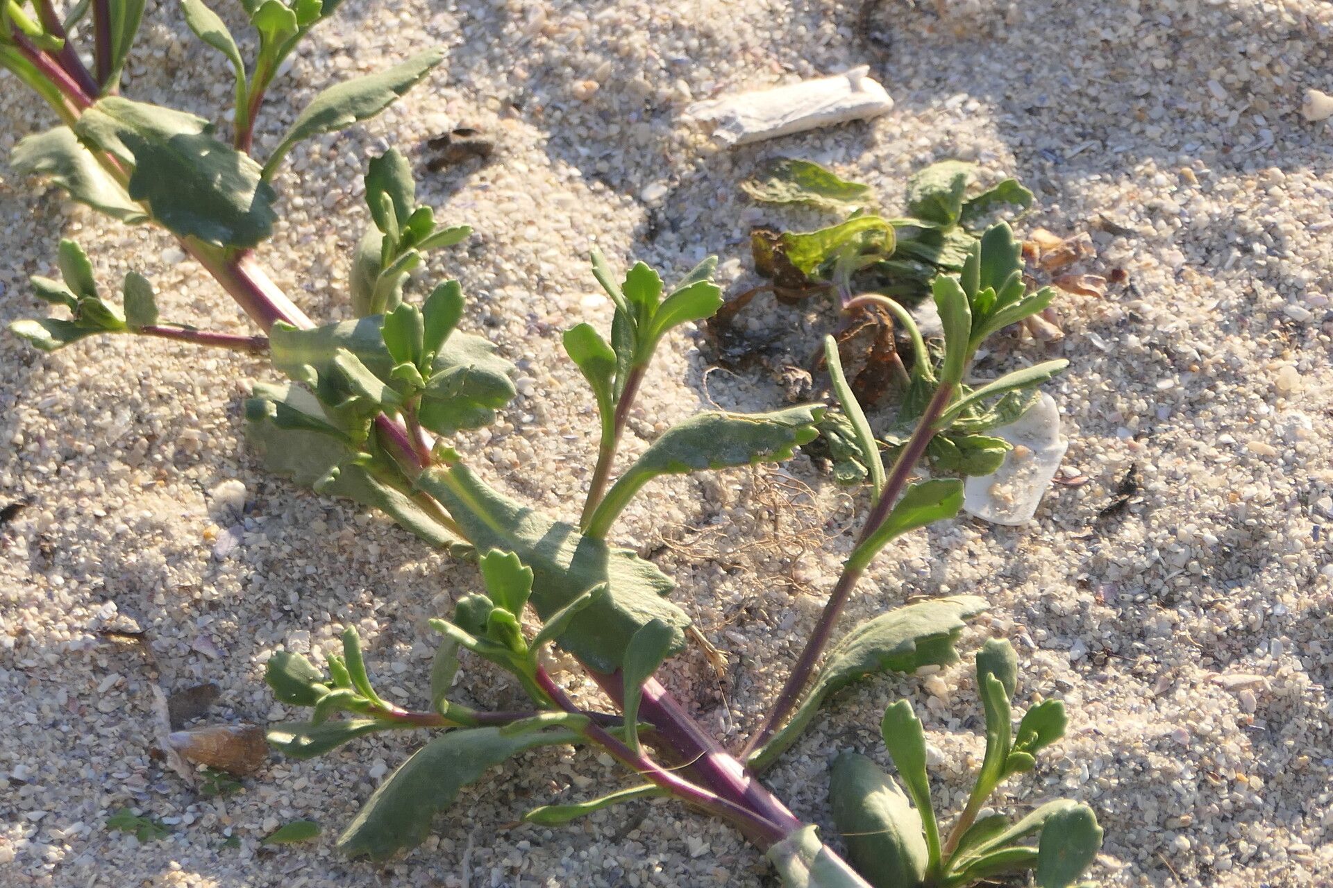 Senecio maritimus bark