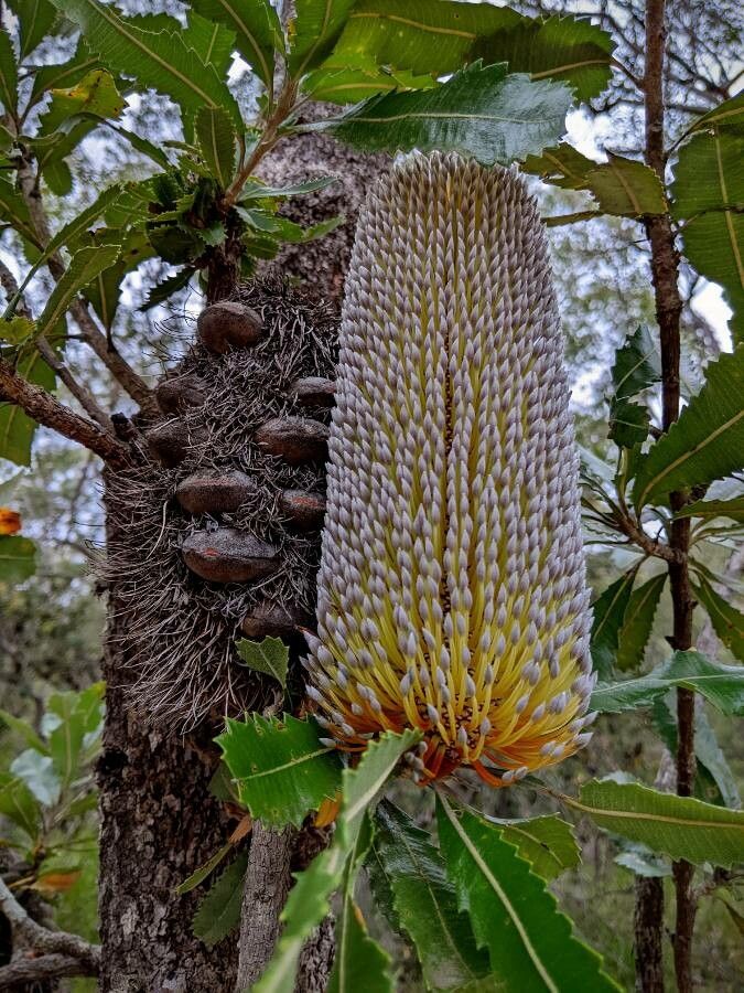 Banksia serrata flower