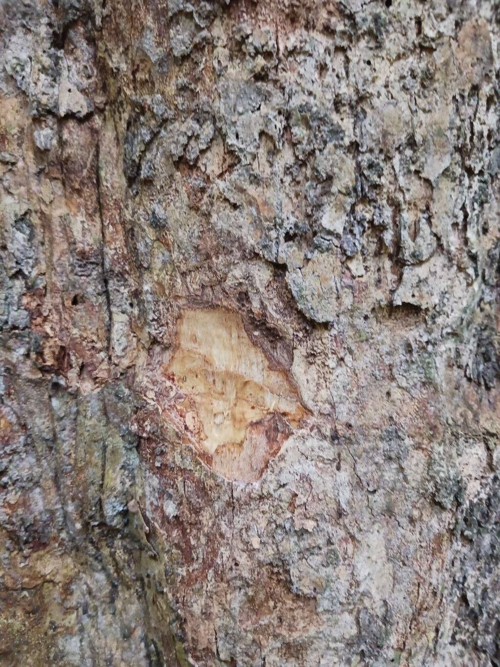 Terminalia carinata bark