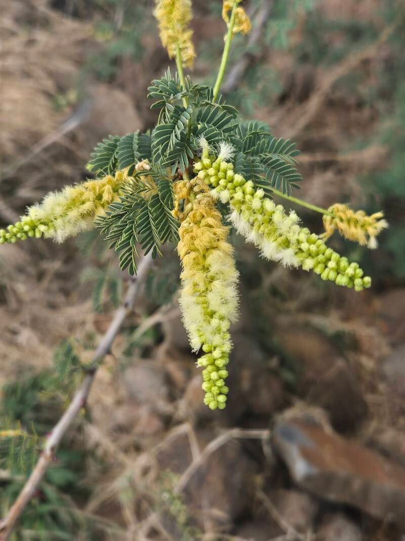Senegalia thomasii flower