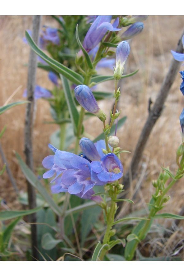 Penstemon perpulcher flower