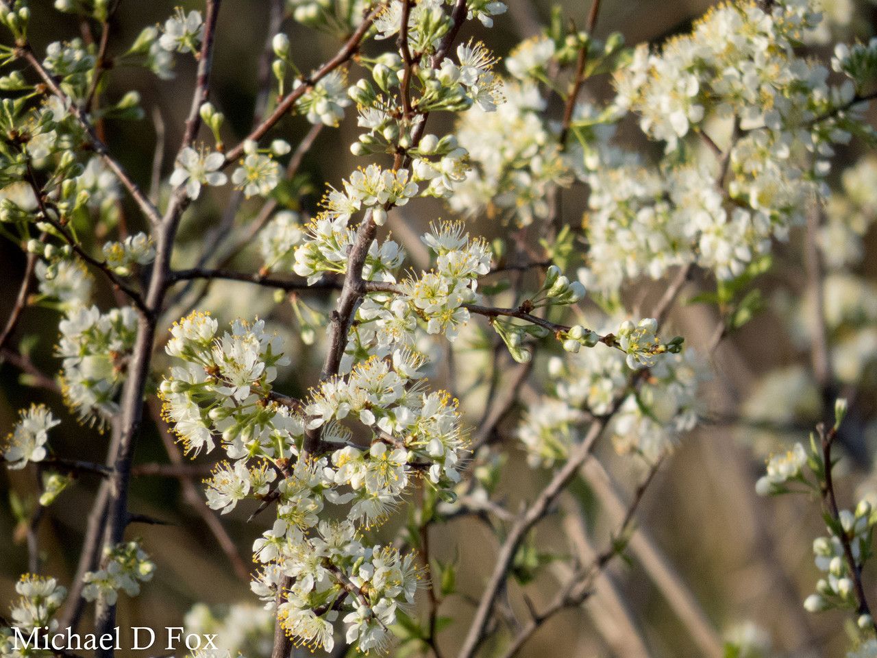 Prunus rivularis flower