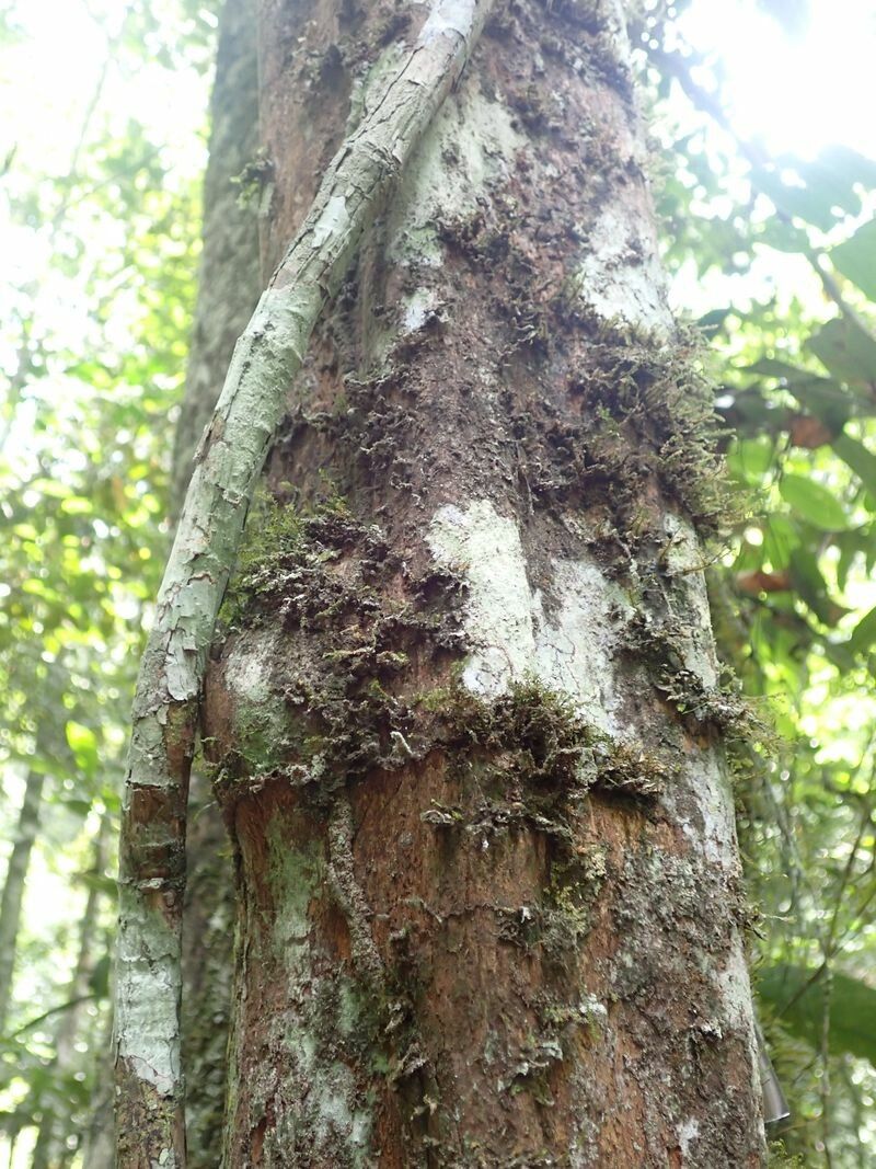 Rhabdophyllum arnoldianum bark
