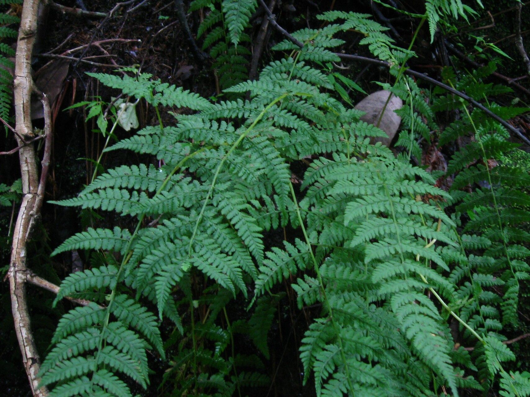 Athyrium schimperi — houseplant care guide