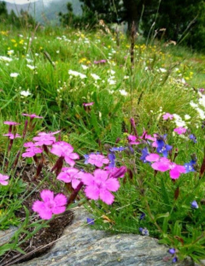 Dianthus alpinus flower