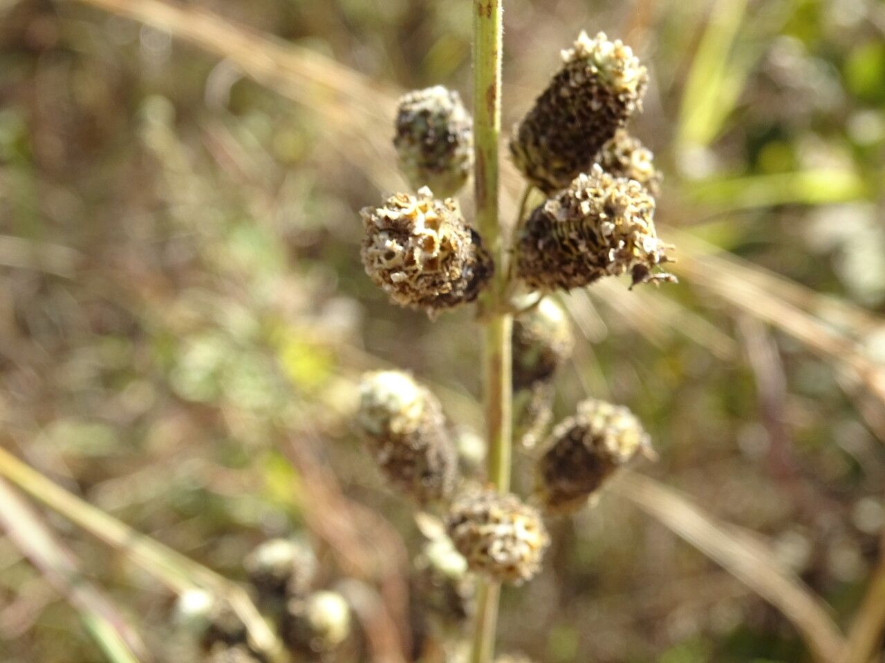 Lippia chevalieri flower