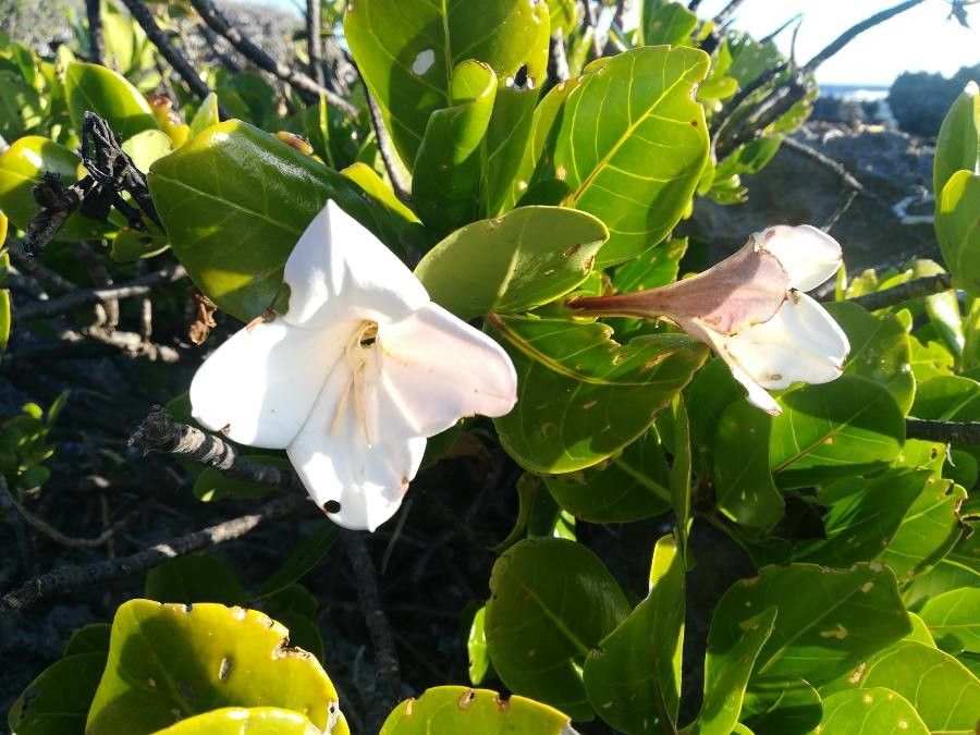 Bikkia tetrandra flower