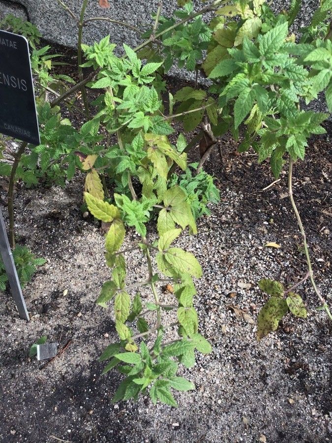 Cedronella canariensis leaf