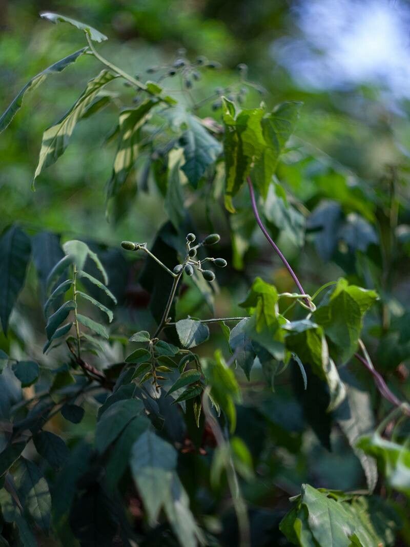 Micromelum falcatum fruit