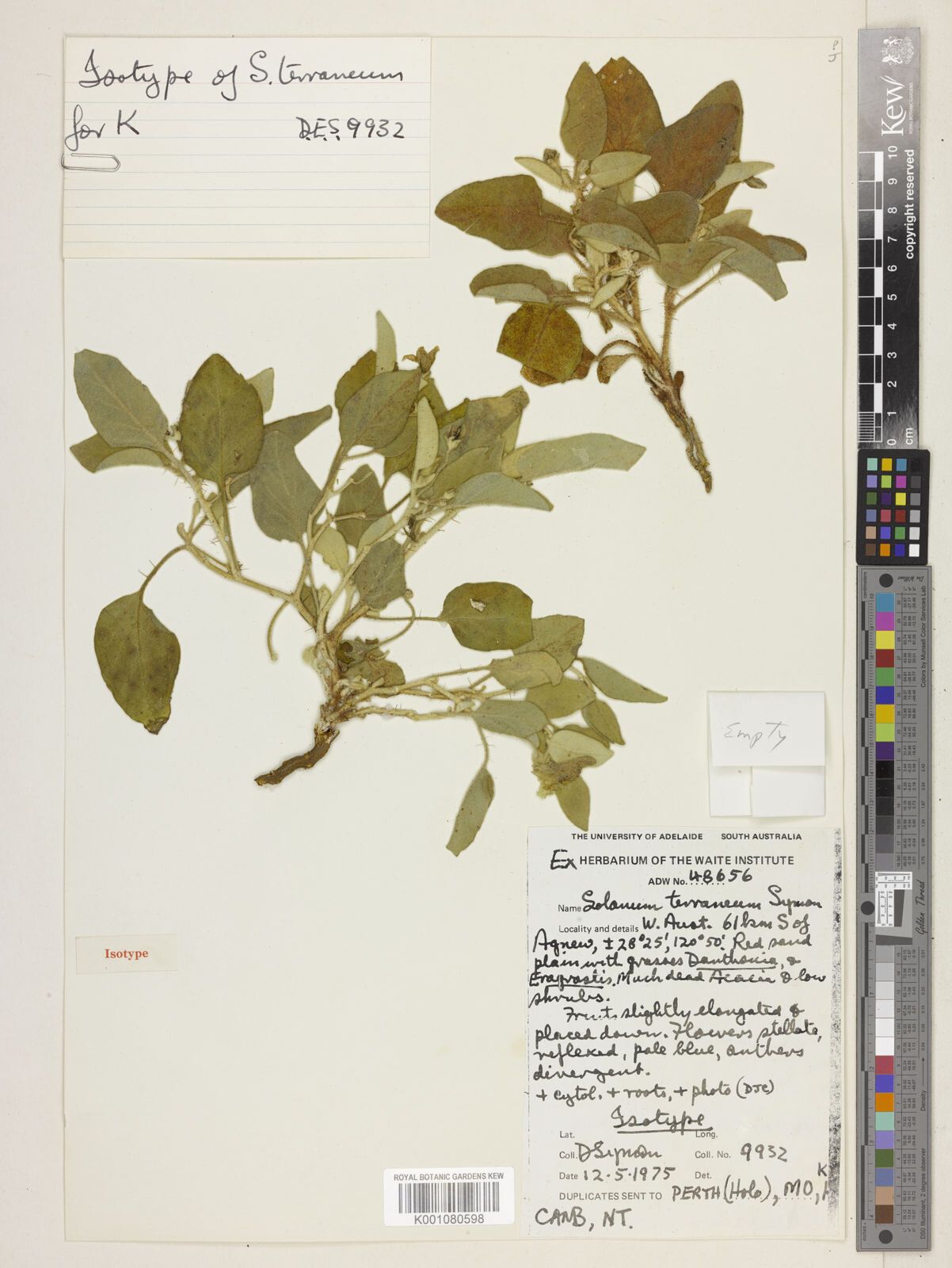 Solanum terraneum — houseplant care guide