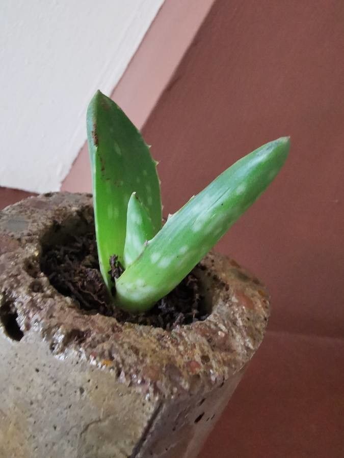 Aloe succotrina leaf