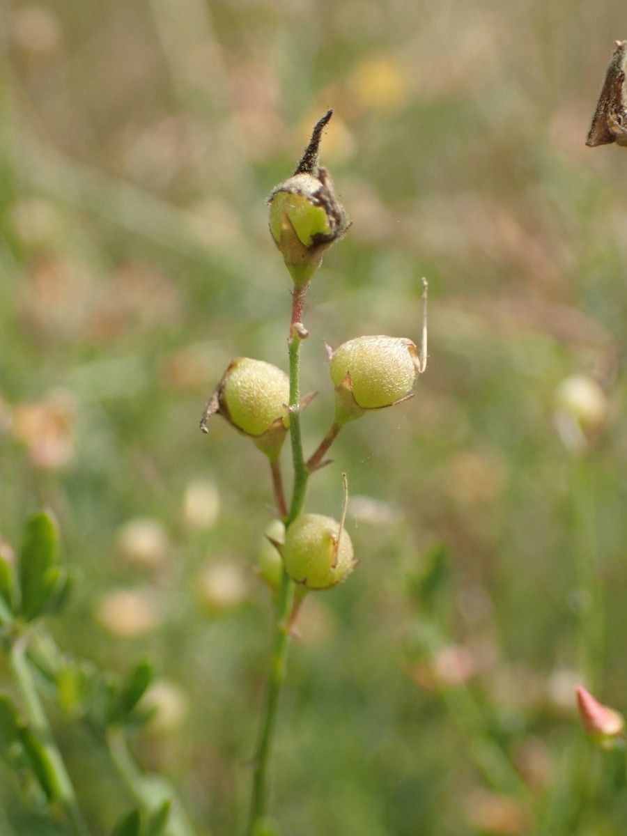 Crotalaria hyssopifolia fruit