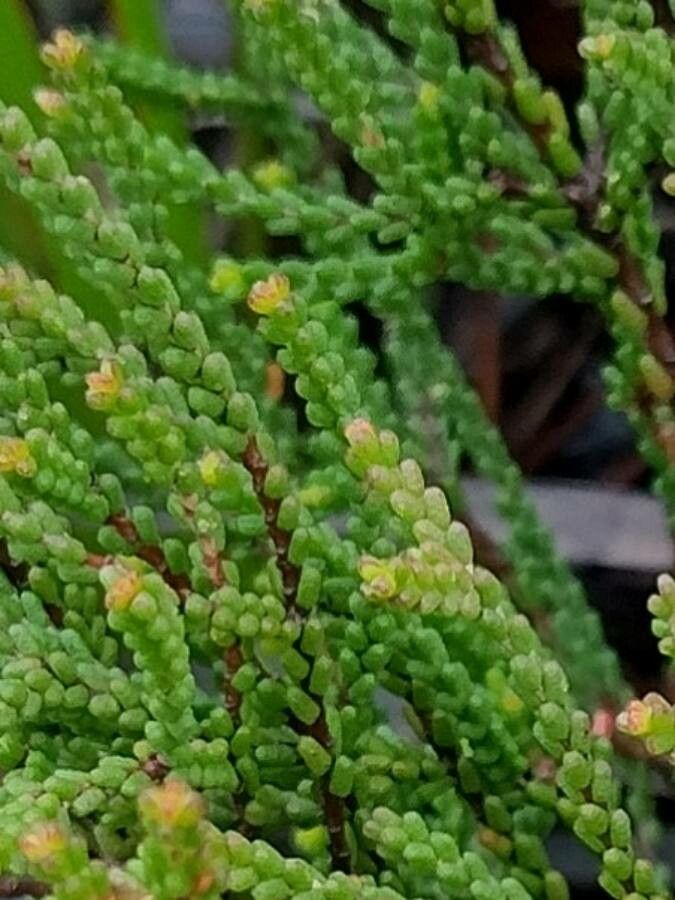 Baeckea brevifolia — related species from the same genus