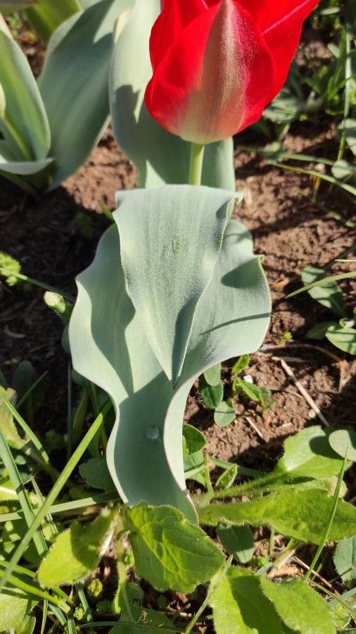 Tulipa undulatifolia — search result for 'Tulipa'