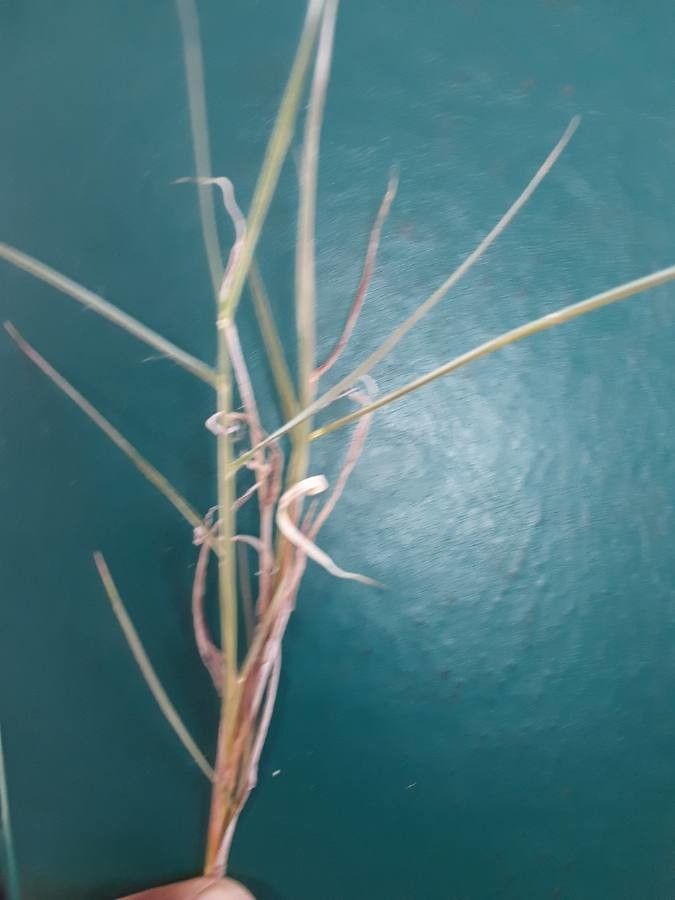 Chrysopogon plumulosus — search result for 'Chrysopogon'