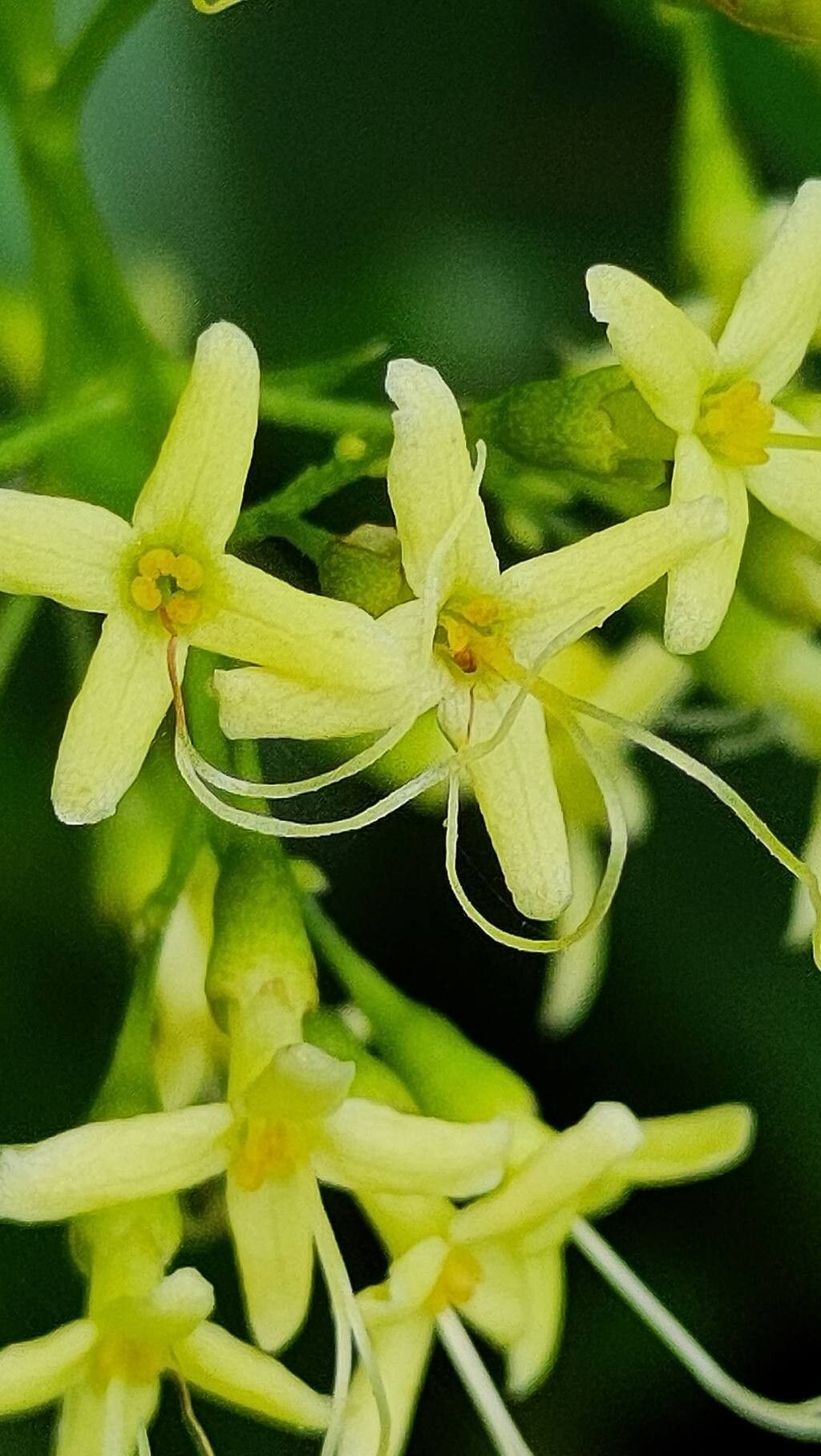 Cestrum citrifolium flower