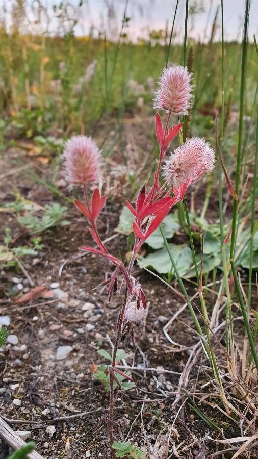 Trifolium arvense fruit