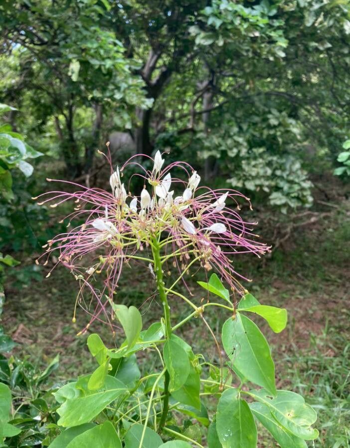 Polanisia uniglandulosa flower