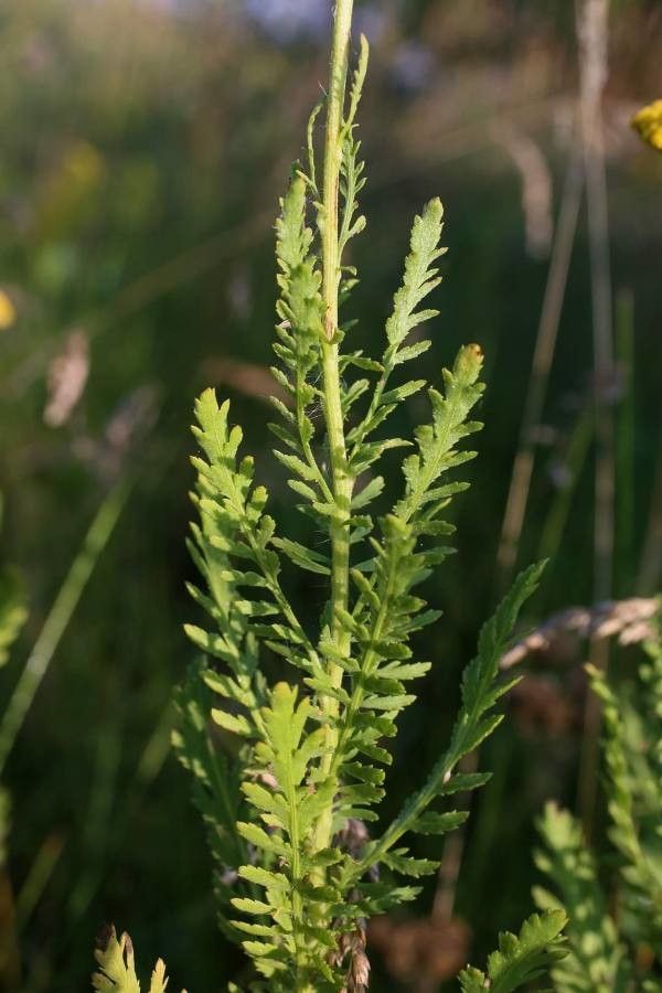 Achillea thracica — search result for 'Achillea'