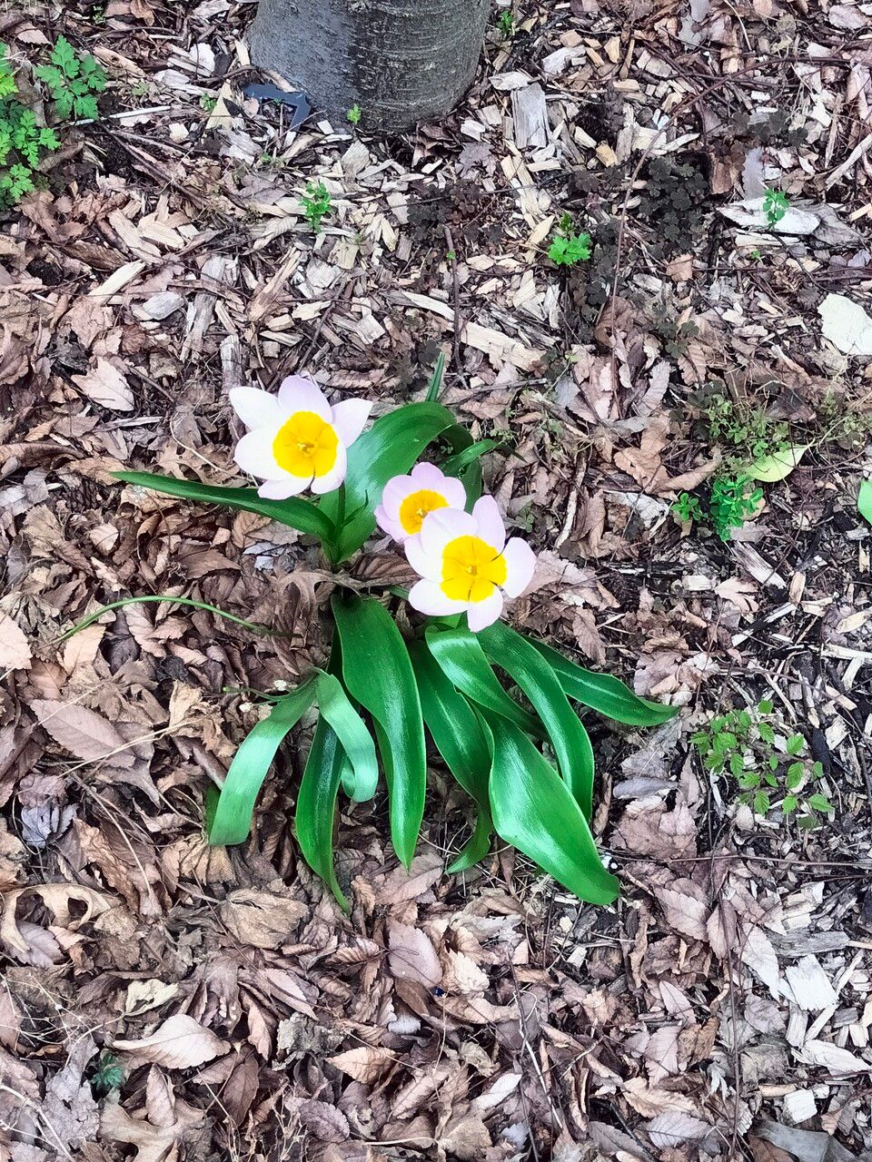 Tulipa saxatilis habit
