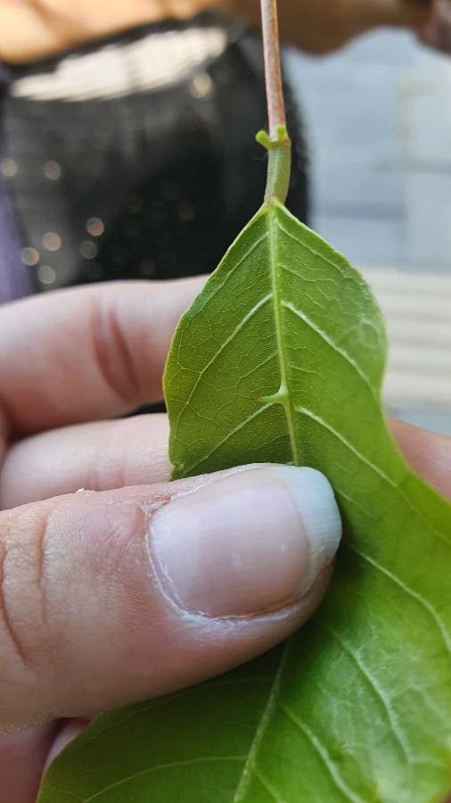 Erythrina mitis leaf