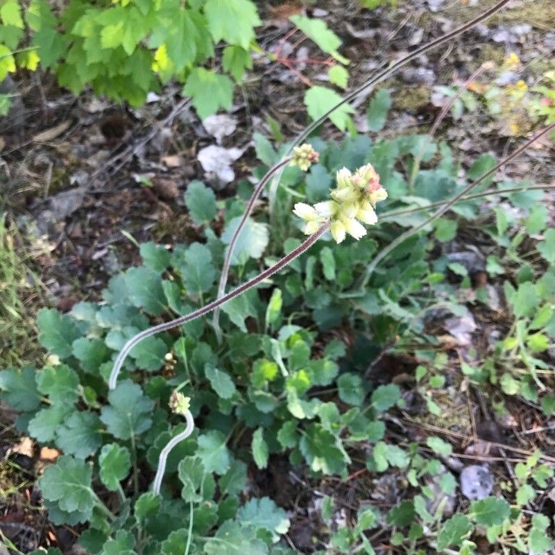 Heuchera cylindrica bark