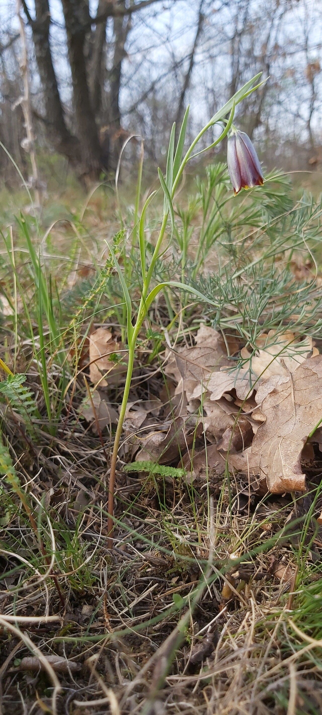 Fritillaria stribrnyi flower